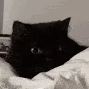 Cat_Bed