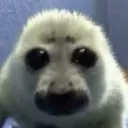 sealstare