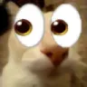 voidcat voidcat