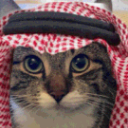 :Cat:
