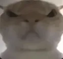 angrycat