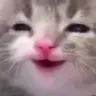 catHappy catHappy