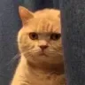 starecat