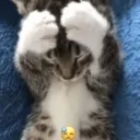 handsonheadcat