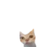 er