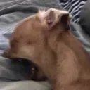 shs_dog_scream