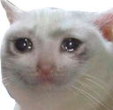 sadcat Discord sticker from 𝐌𝐨𝐨𝐧 𝐜𝐡𝐢𝐥𝐥 𝐜𝐥𝐮𝐛