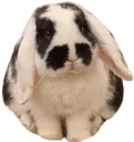 bunnysit
