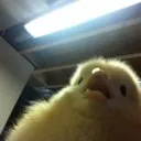gasp_chick