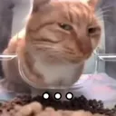 sideeyecat sideeyecat