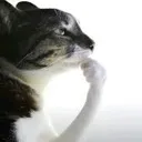 thinking_cat