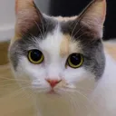 astral_cat