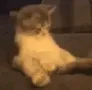 kok
