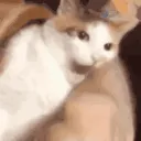 cat_bite cat_bite