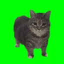 catspin