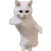 cattydance