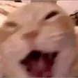 laughingkitty