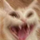 _cat_scream