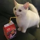 cat_juice