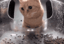 cat_where_food