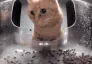 cat_where_food cat_where_food