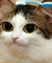 cat_buggin Discord emoji