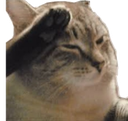 cat_salute Discord emoji