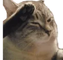 cat_salute cat_salute