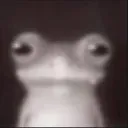 :frog: