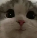 cat_smile