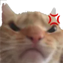 catmad
