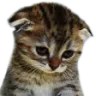 SadCat
