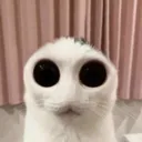 cat_stare_c