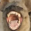 hyenalaugh