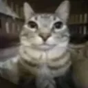 gatowey