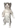 catGroove