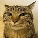 cat_stare cat_stare