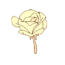 HH_YellowRose