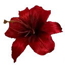 redflower2