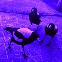 clancy_purplebird