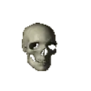 skull