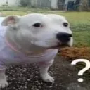 perropregunta