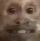 Capuchin_smile_monkey Capuchin_smile_monkey