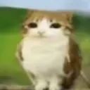 meowl