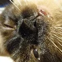 Leave_me_the_flap_alone