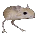 roingus