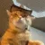 catdance