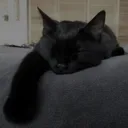 DI_w_sleepycat_DNS