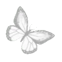 DI_w_whitebutterfly_DNS
