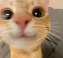 Happy_Cat